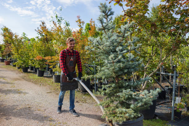 Best Arborist Services Near Me  in Costa Mesa, CA